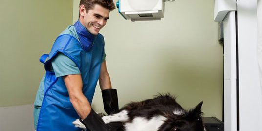 AST67_assistant_veterinaire-01